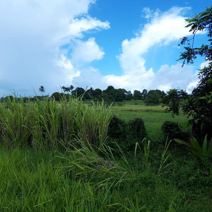 Les Abymes – Voies de délestage