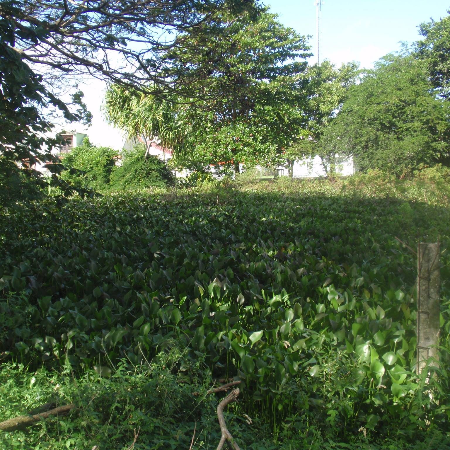 Mare Bas de la Source à Saint-Louis de Marie-Galante