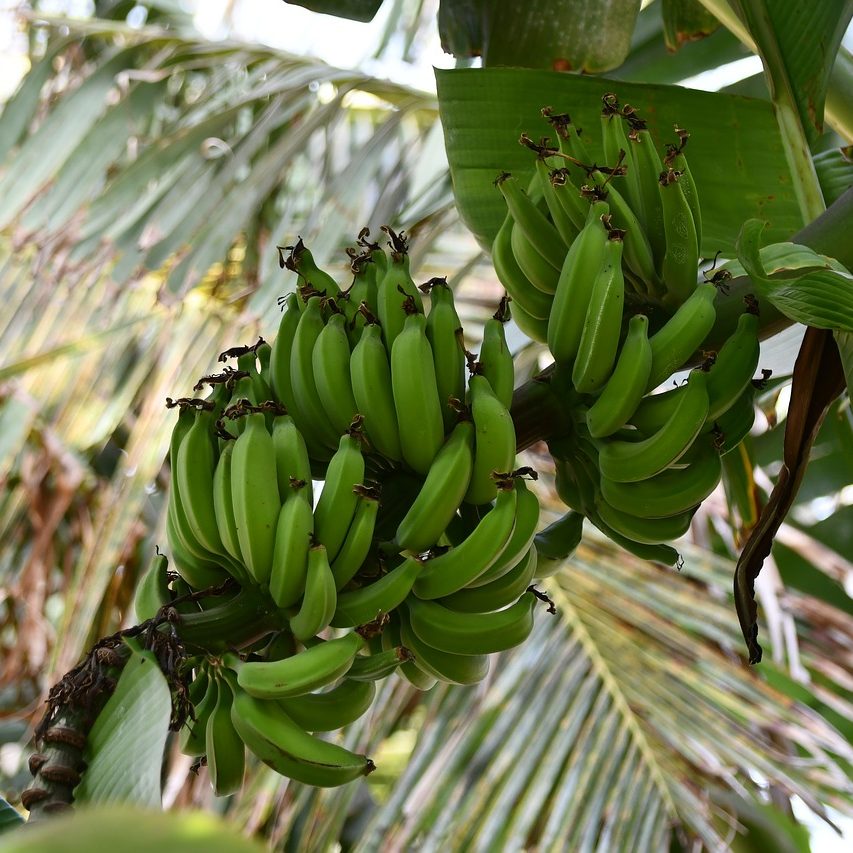 banana-plant-3877237_1280